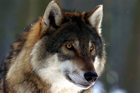 Wild Wolf Bodog